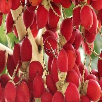 

Ngryise 30Pcs A Set Cyrtostachys renda Blume red coconut