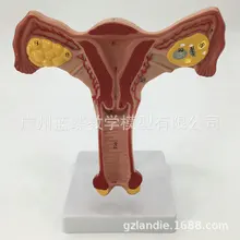 Нормальная натуральная большая модель матки, модель подарка для лекарственных средств, модель для женской матки