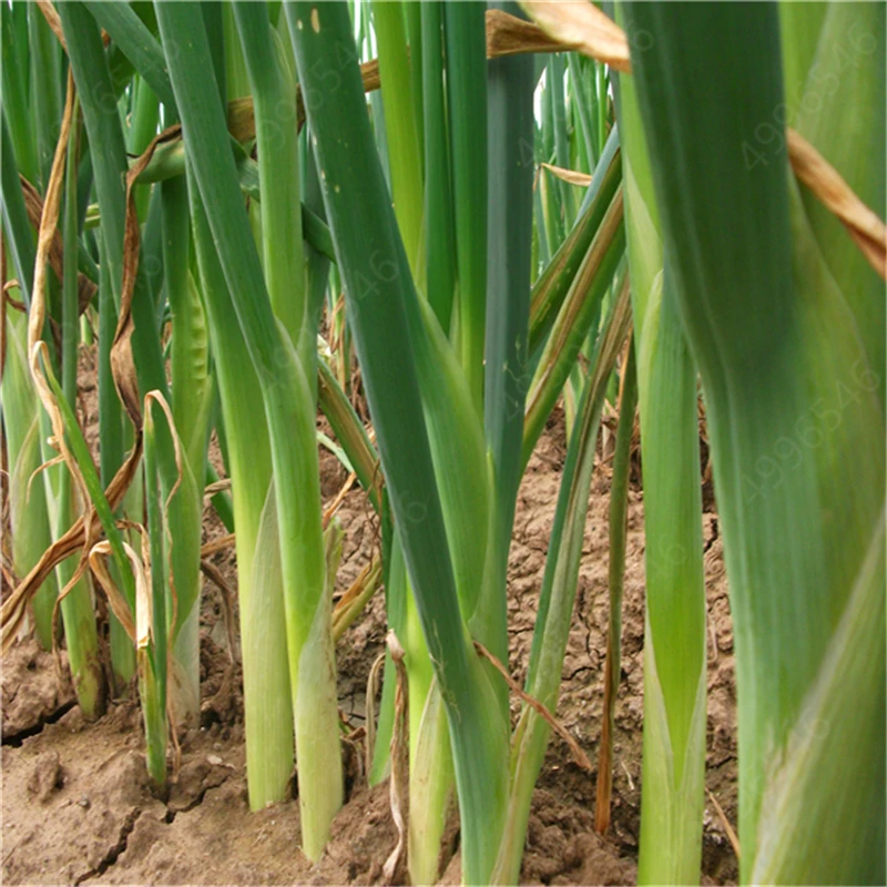 100 шт./лот Chive(Allium ascalonicum) открытый горшечные цветущие растения для дома и сада