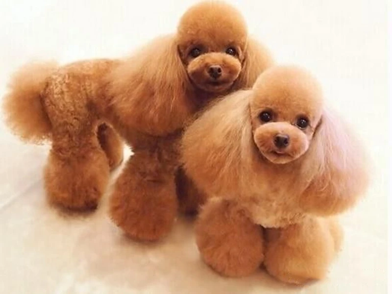 королевский пудель груминг. пудель в азиатском стиле. той пудель мини корея. стрижка пуделя азиатский стиль. карликовый пудель азиатская стрижка.