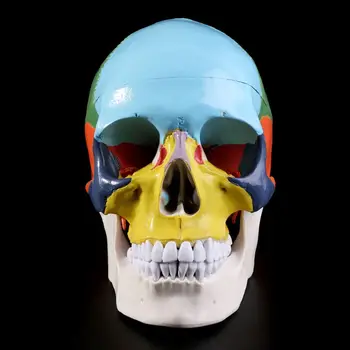 

Life Size Colorful Human Skull Model Anatomical Anatomy Medical Teaching Skeleton Head Studying Teaching Supplies Y98A