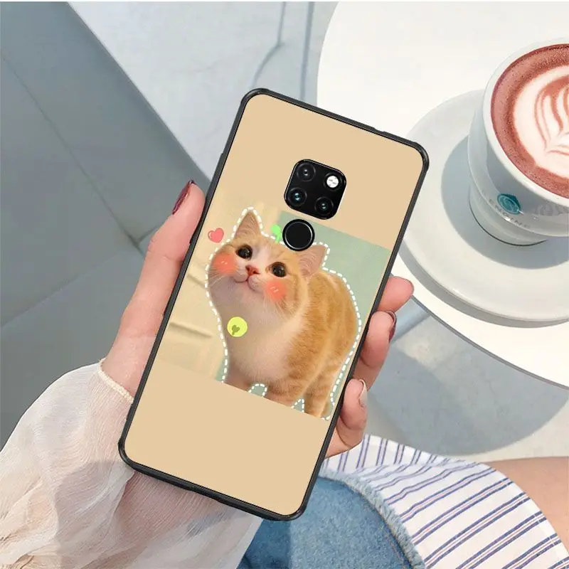 Cute funny funny kitten cat