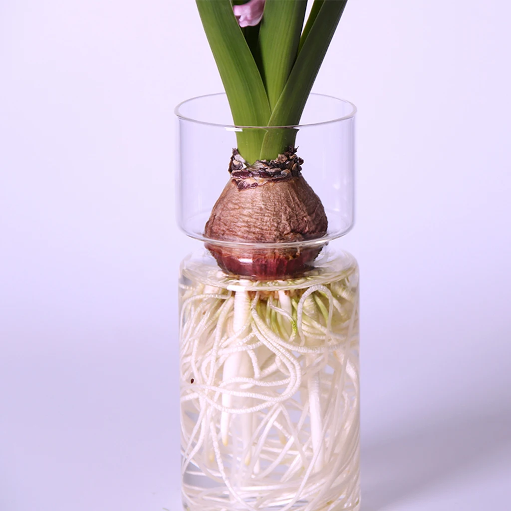 Transparent Hyacinth Glass Vase Flower Planter Pot DIY Terrarium Container Decor