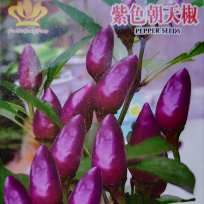 

Happy fruit garden view series ornamental pepper seeds purple about 30 pcs grain of capsicum frutescens var