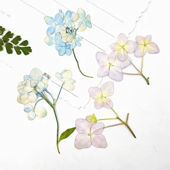 

60pcs Dried Pressed Multi-Head Hydrangeas Flower With Stalk Plant Herbarium For Jewelry Postcard Bookmark Phone Case Craft DIY