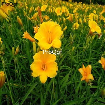 

Ngryise 10Pcs A Set yellow Hemerocallis citrina