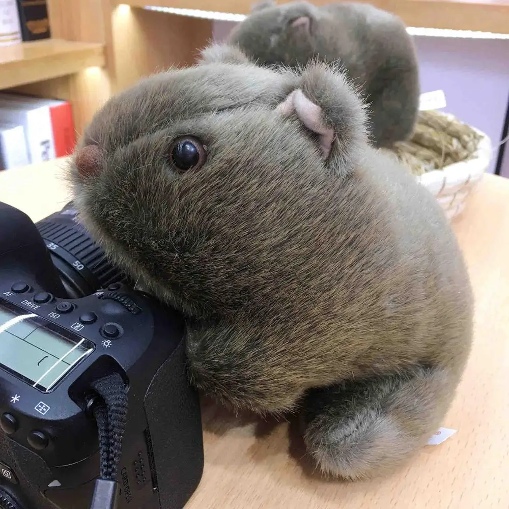 18-28 см Моделирование Wombat плюшевые игрушки мягкие дикие животные морская свинка кавиа Porcellus куклы мышки для ребенка Подарки для детей