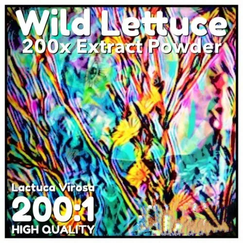 

Wild Lettuce (Lactuca Virosa) 200x Extract Powder [5 Grams-10Grams]