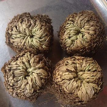 

Magic Resurrection Plant
