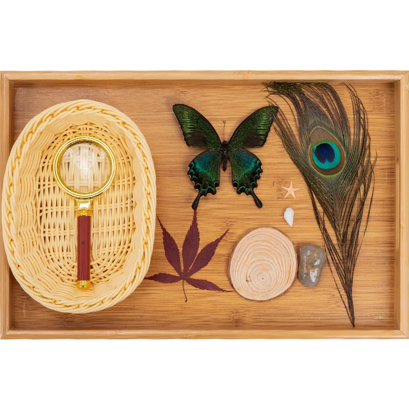 

Plant Magnifier Collection Tool Children Observation Biological Tool Learning Early Development Education Children Randomized