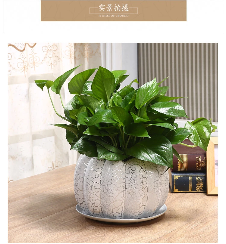 Green Luo Flowerpot Originality Household Tuba Oversize Indoor Orchid Flowerpot Ceramics Belt Tray Meatballs
