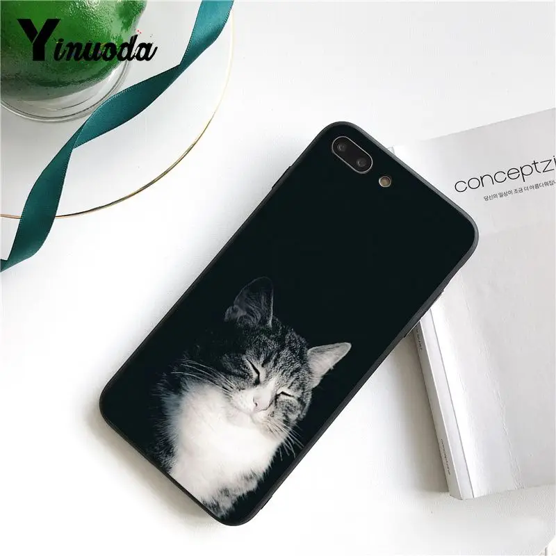 Cute Black Cat Staring Eyes