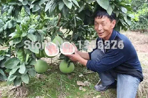 10 шт. красный помело дерево oopefruit Shaddock отличный вкус Фруктовые Семена