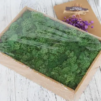 

Green Natural Preserved Moss Lasting Preserved Norwegian Reindeer Moss Flower Real Plant for Home Garden Wedding DIY Decoration
