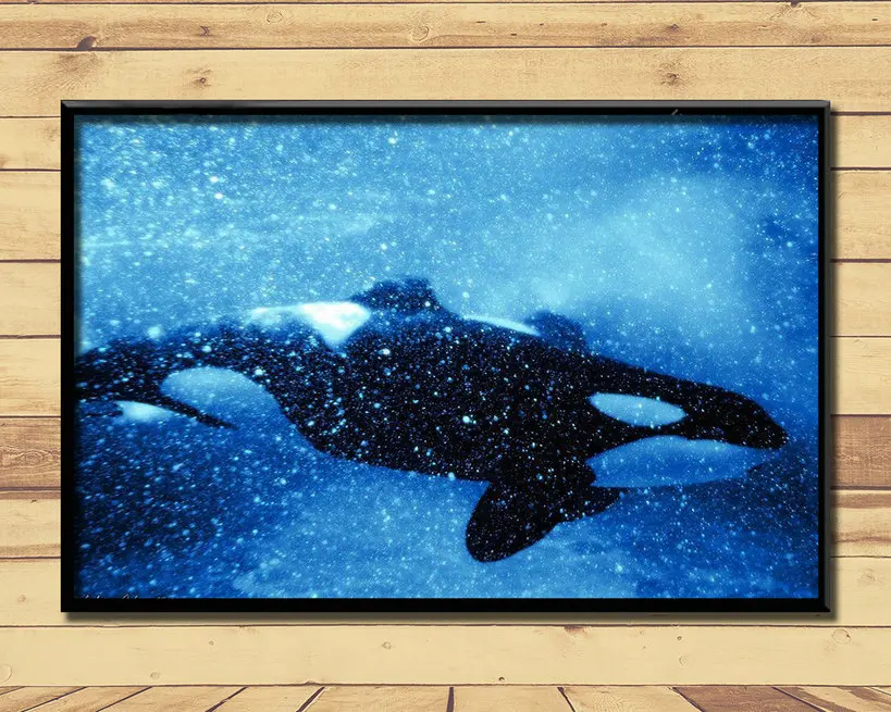 Косатка свирепый волк морских животных (5) стена Плакаты принты шелковая Живопись