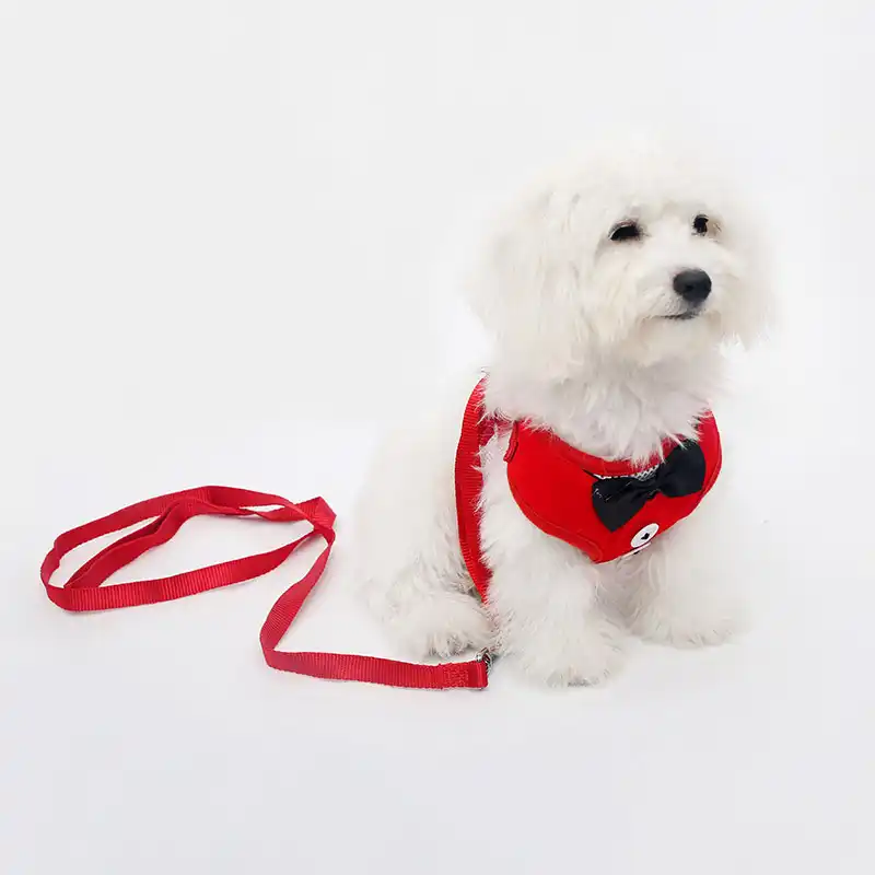 chain for puppy