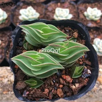 

Ngryise 3Pcs A Set yifanfengshun succulent