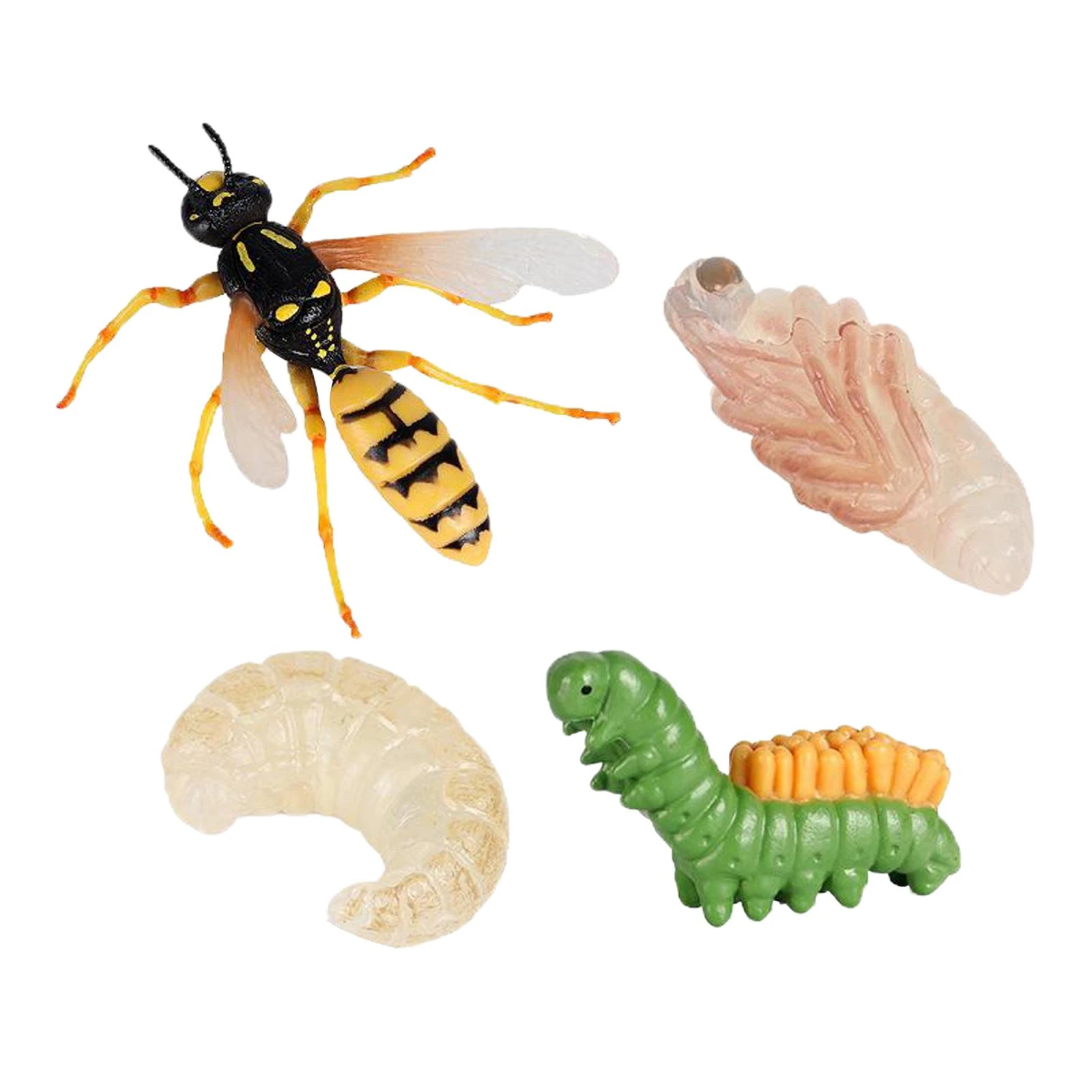 Realistyczny Wzrost Osy Cykl Zycia Model Owadow Dziecko Wczesne Nauczanie Pomoce Zabawka Biology Aliexpress