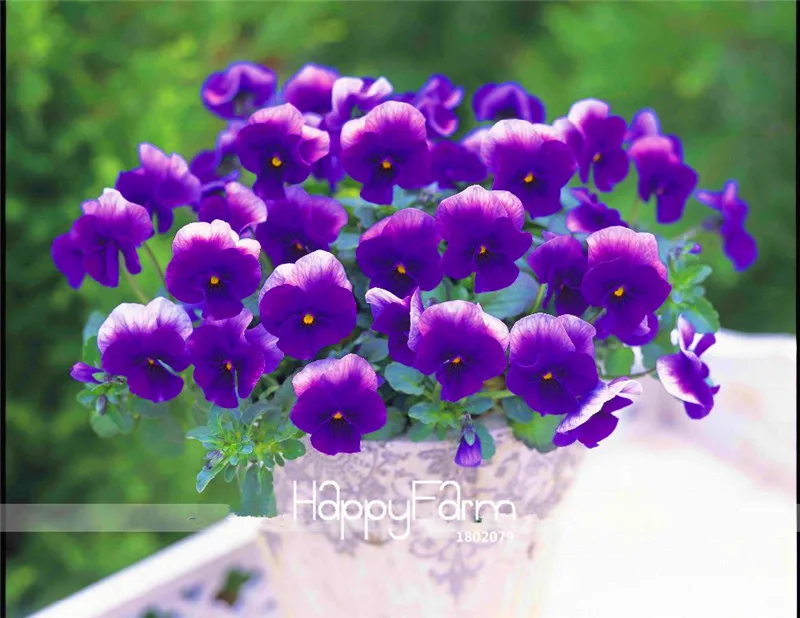 Натуральных материалов! 100 шт анютины глазки(viola cornuta) Флорес Редкие комнатные Цветочные плантации в бонсай для дома садовые растения цветы