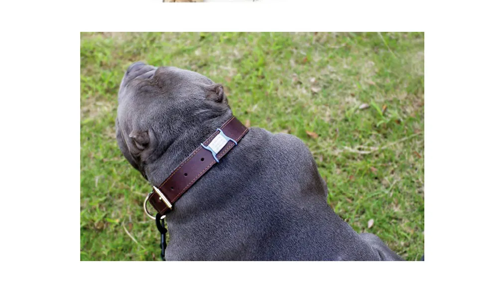 Tag Name Dog Collar name Personalized Cat Tags Slide On Pet Tag ID Silent Custom Dog Tags Engraved Cat Name Customized