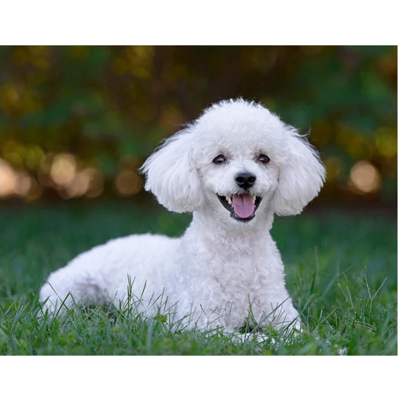 white poodle