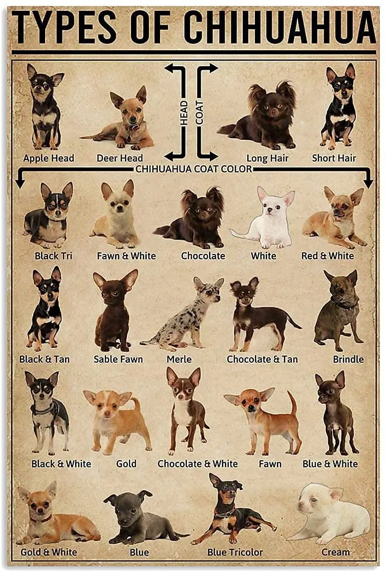 Retro Style Metal Sign Personalized Post Types of Ihuahua Knowledge Tin Wall Art Poster for Home Bar cafe decor | Дом и сад