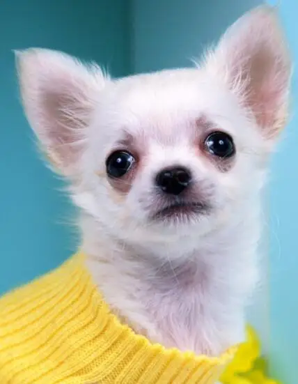 QQ截图20191018120115