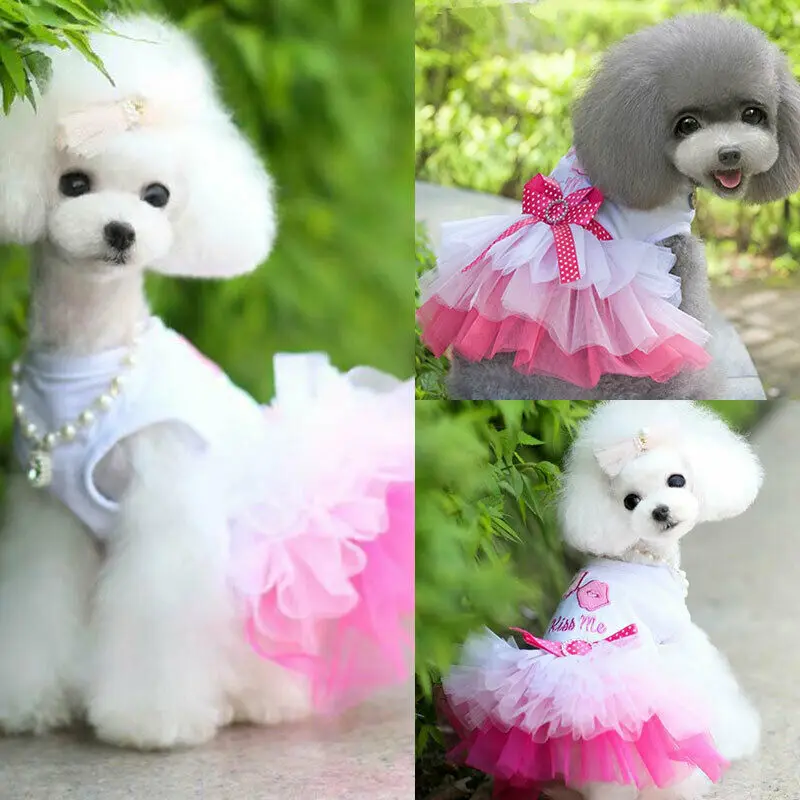 What Size Clothes Do Toy Poodles Wear