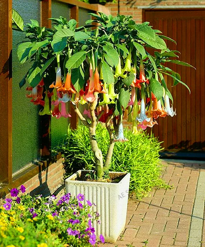 Свежий 100 шт редкий Datura бонсай бругмансия Suaveolens фламенко Красивая Мандала Цветок садовый многолетник Горшечное растение - Цвет: 12