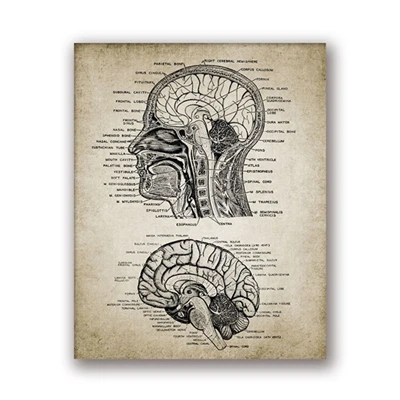 Человек Анатомия мозга череп винтажная настенная живопись холст медицинские плакаты и принты клиника настенные картины для декора гостиной - Цвет: PH1487