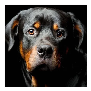 

Diamond Painting Dog Full Square Diamond Embroidery Rottweiler Pictures Rhinestone Diamond Mosaic Cross Stitch Home Decor