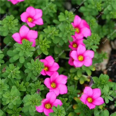 Красные Oxalis цветные цветы бонсай 100 шт Редкие Планты для сада, дома, посадки цветов oxalis растения на продажу - Цвет: 4