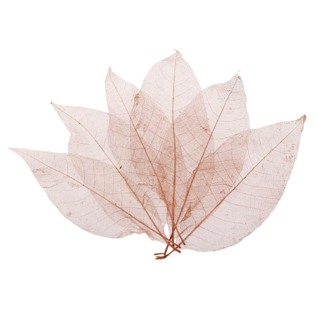 100pcs Magnolia Skeleton Leaf Leaves Scrapbooking Embellishment Black Coffee for Decorate Cards Candles Lampshades Scrapbooking 100pcs Magnolia Skeleton Leaf Leaves Scrapbooking Embellishment Black Coffee for Decorate Cards Candles Lampshades Scrapbooking