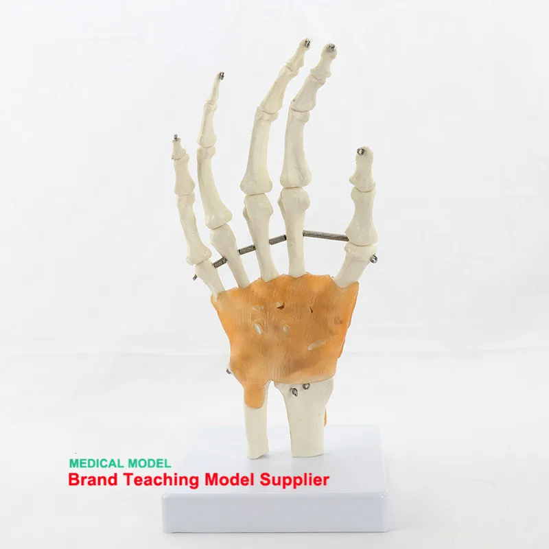

Flexible Human Hand Joint Bone Model Wrist Ligament Palm Bone Skeleton Medical Anatomical Model Toy