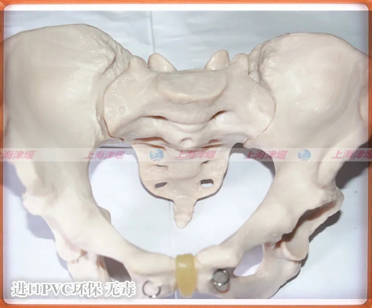 

Pelvis Model Male Pelvis Model Female Pelvis Model Shanghai jin yan Medical Equipment