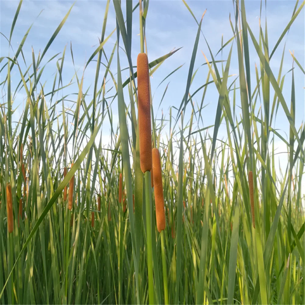 5 шт. домашний декор живое растение cattail сухое декративное растение Цветы Букет сырья цвет