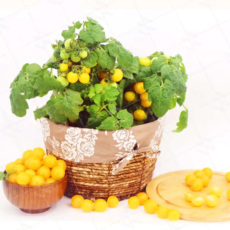 200 шт./пакет томат бонсай растения овощи фрукты вкусная здоровая Семья овощи и фрукты сад горшечные растения