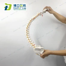 Colonne vertébrale humaine Flexible de 85cm avec la courbe lombaire vertébrale de fémur modèle anatomique outil d'enseignement médical de colonne vertébrale d'anatomie
