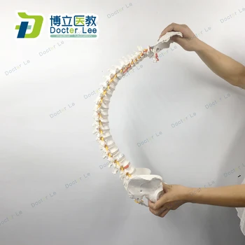 

85cm Flexible Human Spinal Column with Femur Vertebral Lumbar Curve Anatomical Model Anatomy Spine Medical Teaching Tool
