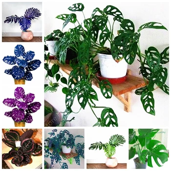 

Purple Blue Mini Palm Essence Hand Creams 100Pcs CN-0F5