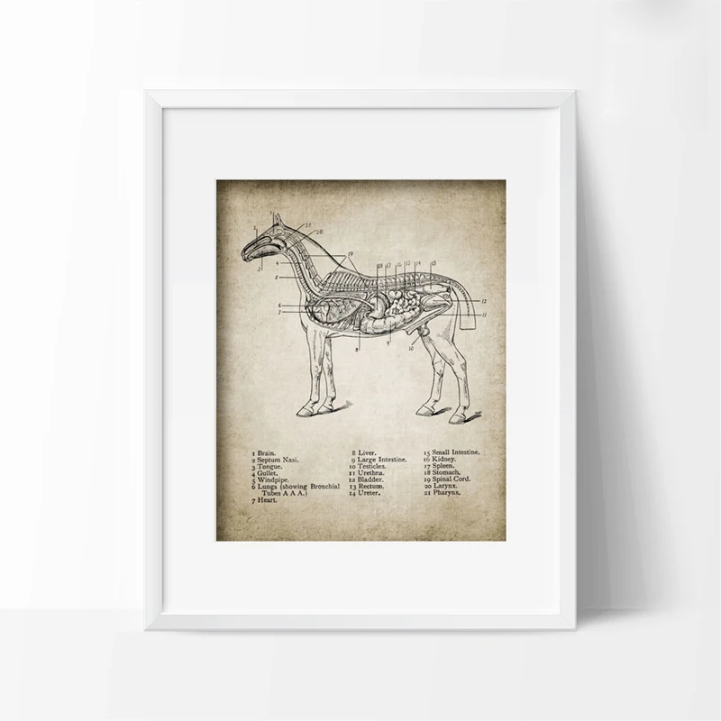 Vintage-Horse-Anatomy-Canvas-Posters-Print-Horse-Anatomy-Illustration-Wall-Art-Painting-Equestrian-Pictures-Home-Room (2)