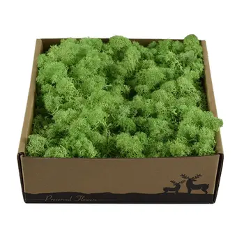 

Dry Natural Fresh Moss Real Eternal Dried Grass for DIY Preserved Flowers 67JB