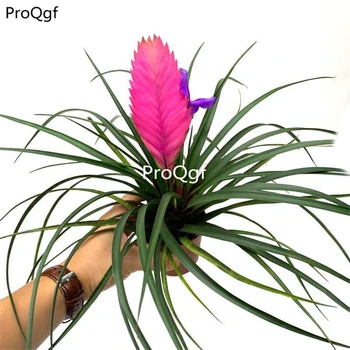 

Ngryise 1Pcs A Set Tillandsia cyanea
