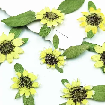 

Mini Sunflower Dried Flower Gifts For Pressed Flower Painting 120 Pcs Free Shipment