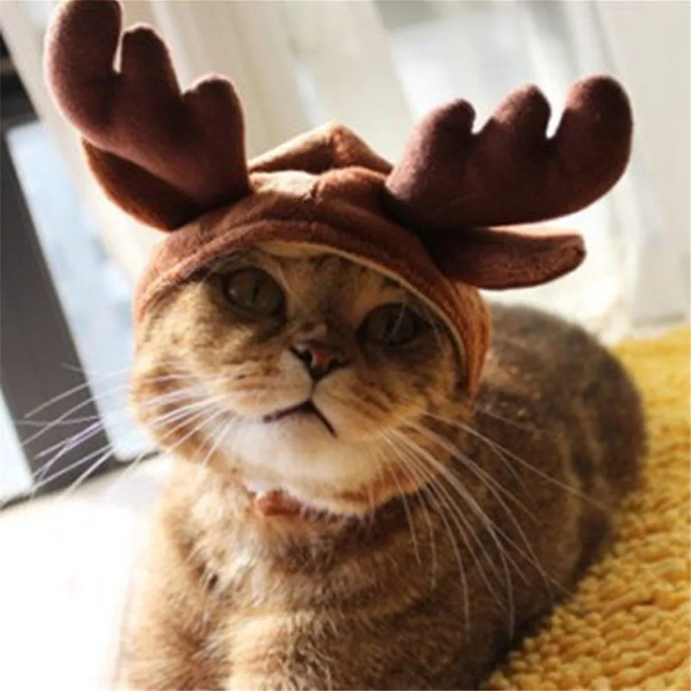 cat reindeer costume
