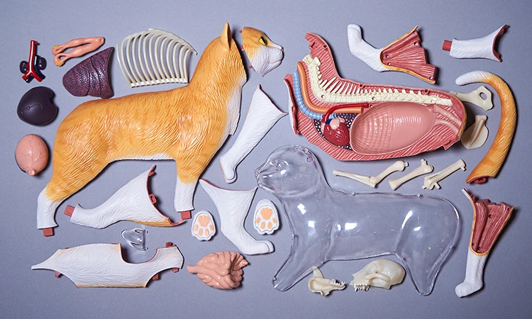 Анатомическая модель медицинская череп анатомическая модель скелета научные Развивающие игрушки для детей 4D рассеянный Кот Забавный