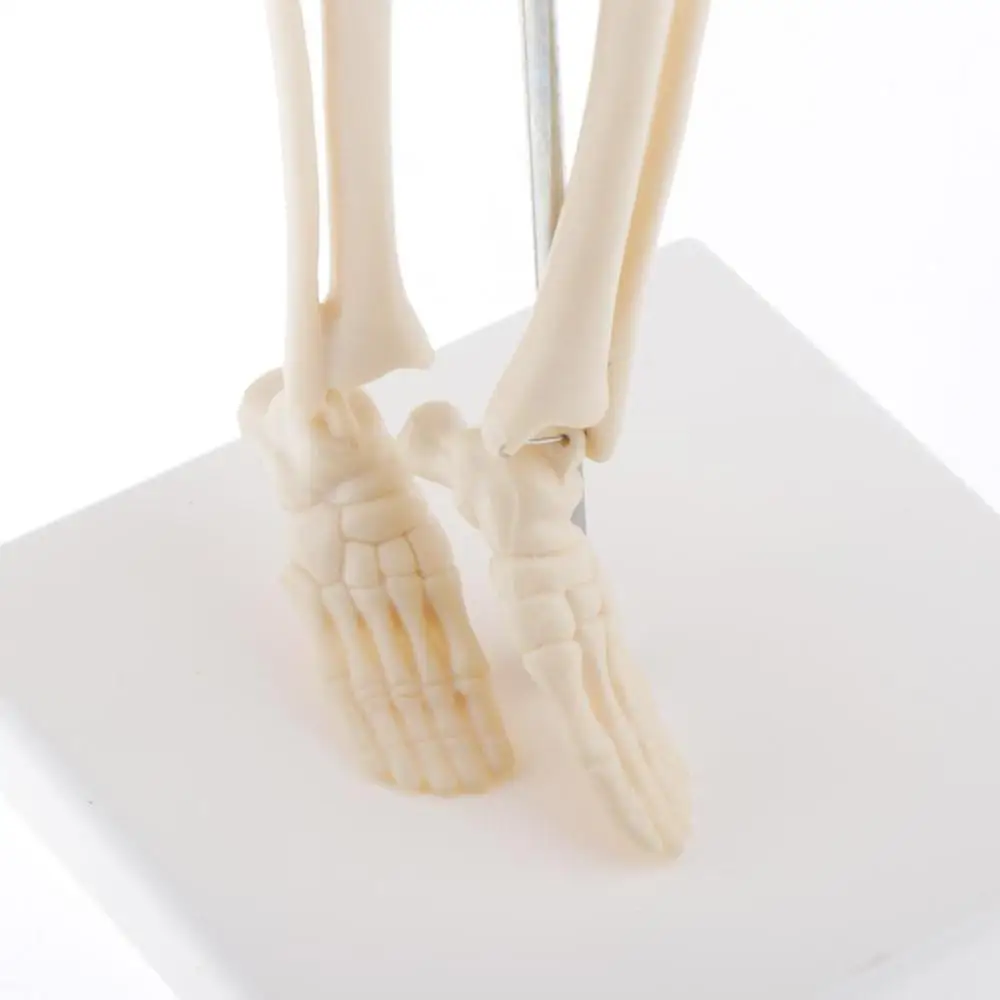 Модель человеческого анатомического искусственного украшения медицинская