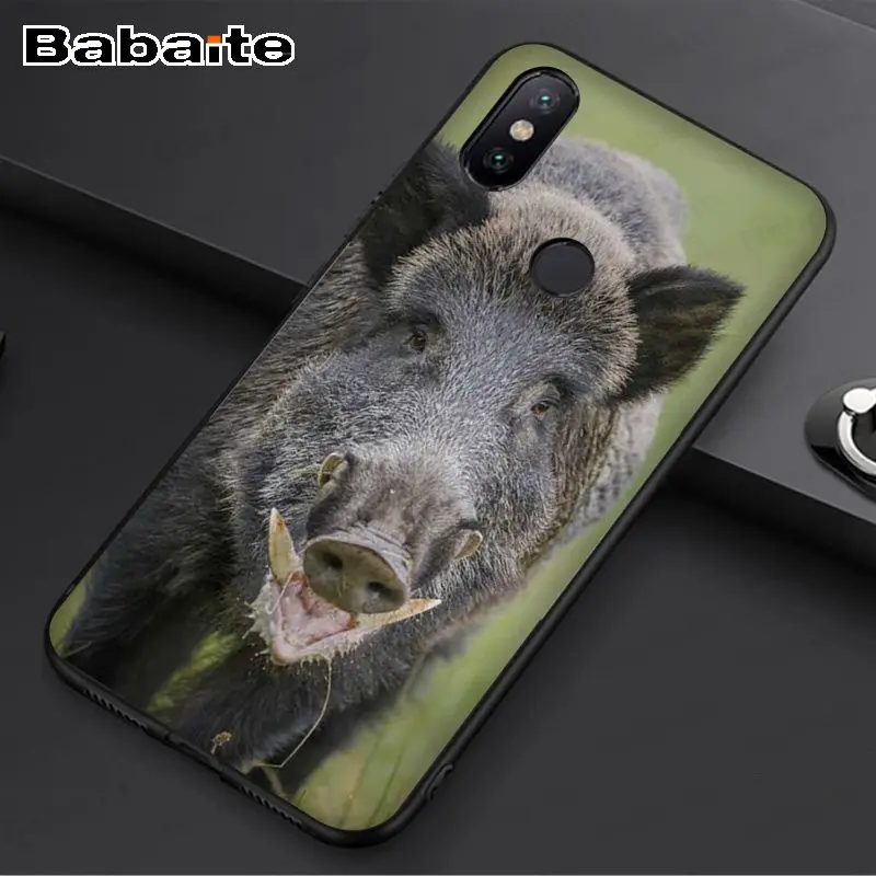 Wild Boar pig animal