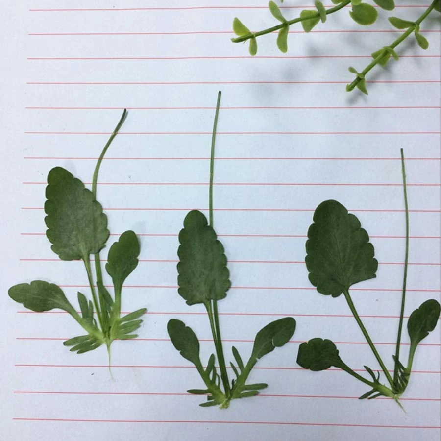 1個乾燥したパンジーエンゴサクsuaveolensハンス葉植物のためのハーバリウムジュエリーしおりはがき電話ケースdiy Leaf Plants Plant Leafdried Leaves Aliexpress 1個乾燥したパンジーエンゴサクsuaveolensハンス葉植物のためのハーバリウムジュエリーしおりはがき電話ケースdiy Leaf Plants Plant Leafdried Leaves Aliexpress