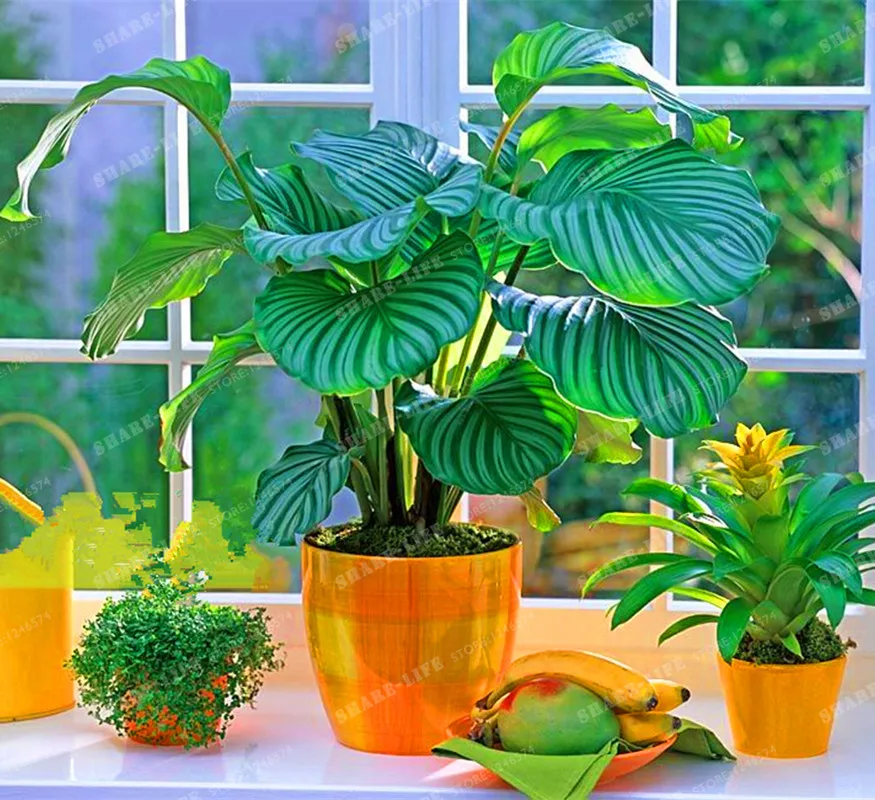 100 шт. цветы в горшках Calathea Бонсай балкон бонсай растение для сада и дома для посадки в четыре сезона легко выращивать